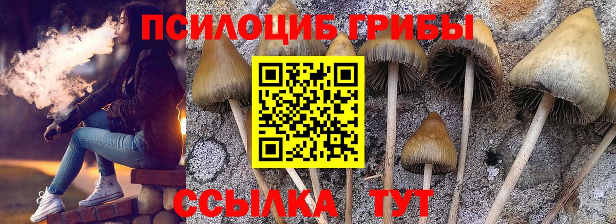 Псилоцибиновые грибы Psilocybe Черкесск